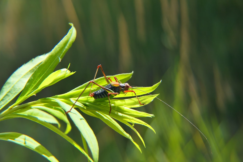 a bug on a leaf