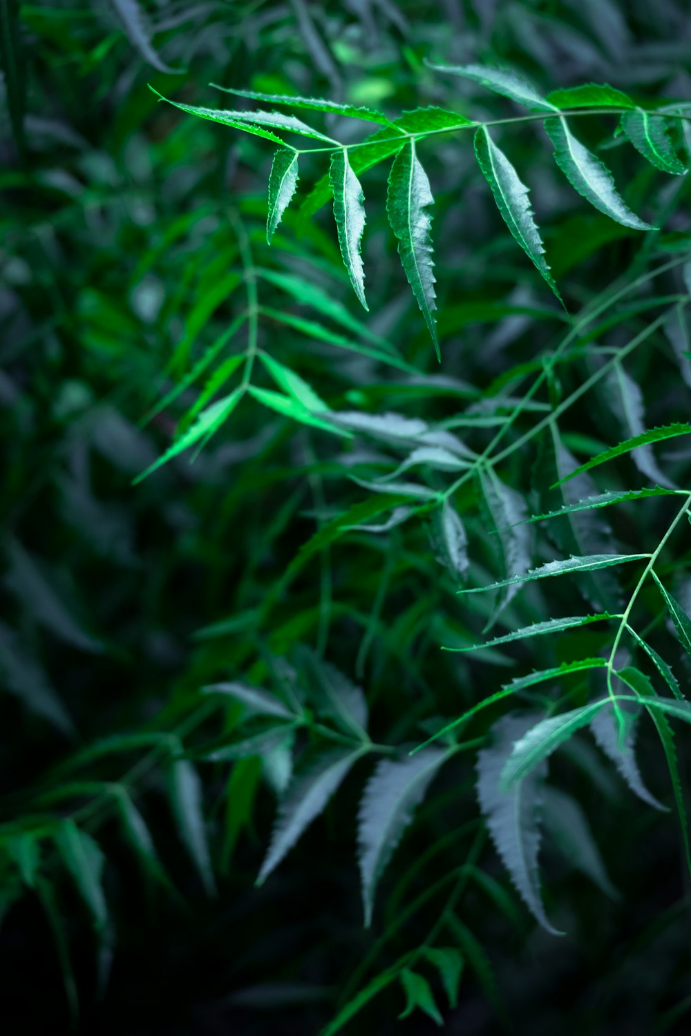 close up of green leaves