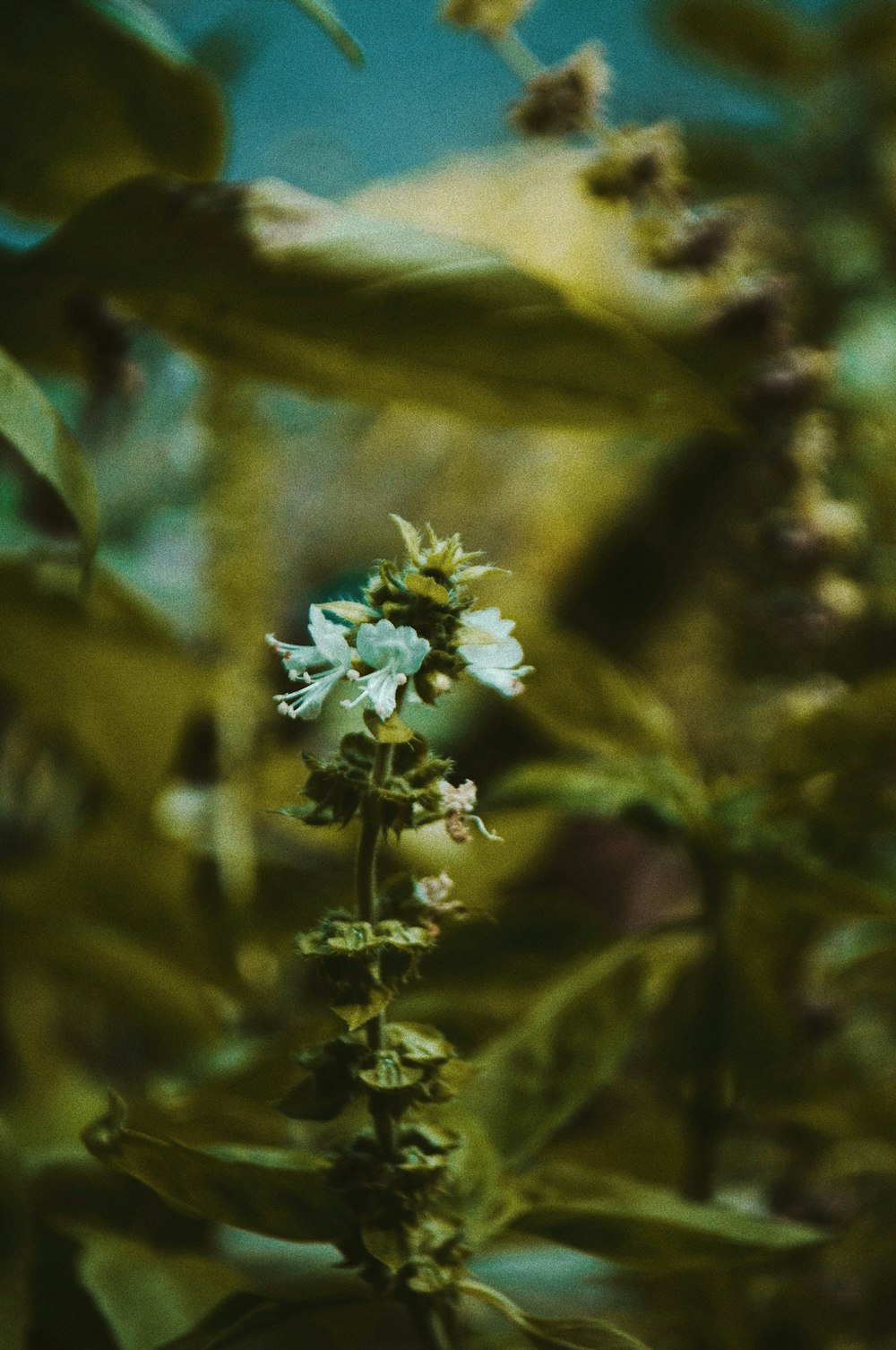 a close up of a plant