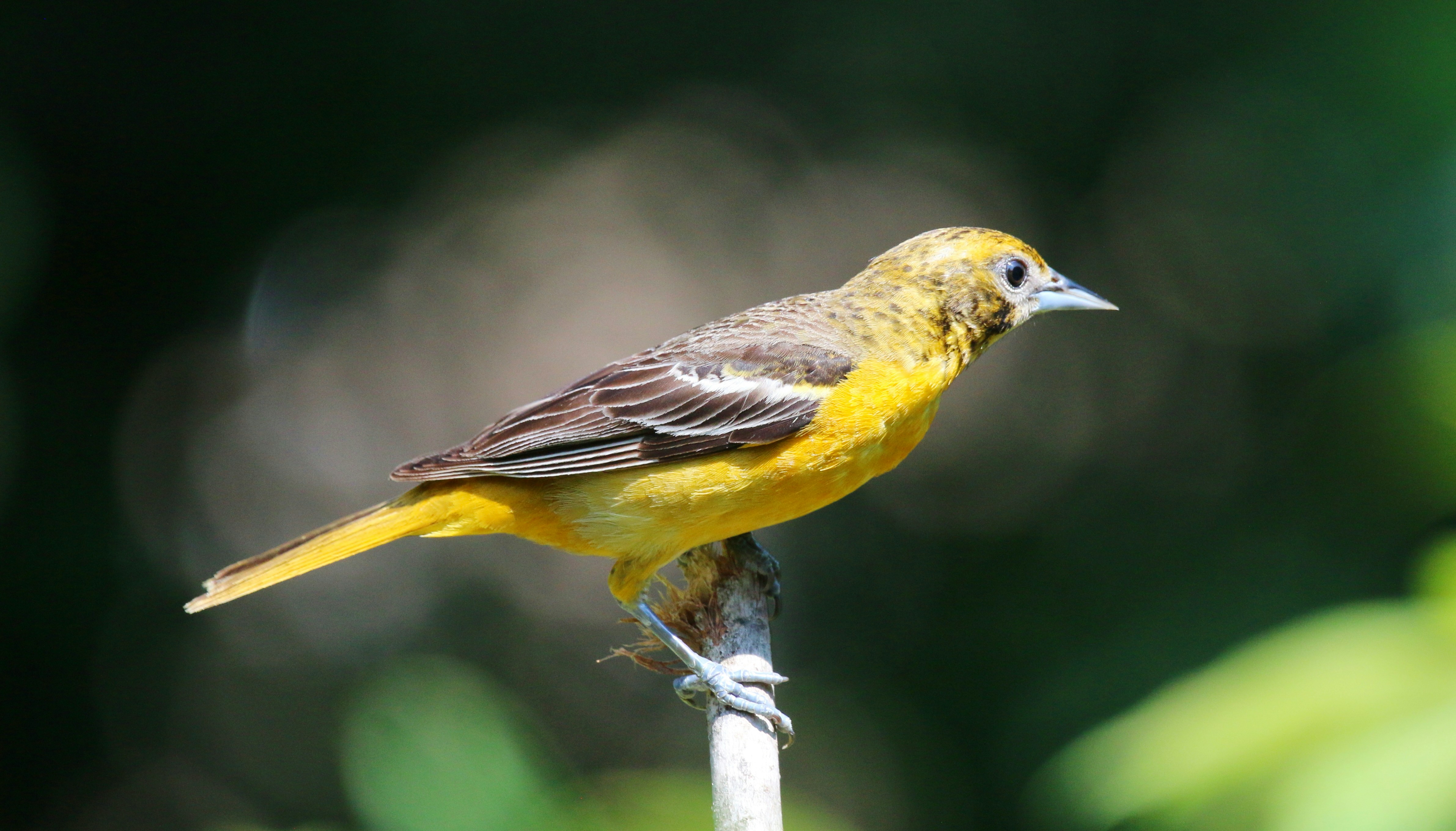 Photo by goldenplover31