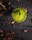 A vibrant green smoothie or drink in a glass is positioned in the center on a dark wooden table. Surrounding the glass are scattered cocoa beans and pieces creating a rustic and organic atmosphere. A small, fresh leaf garnishes the top of the drink.