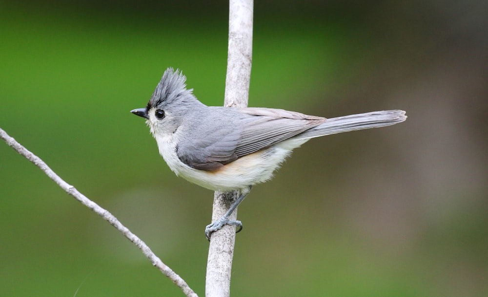 a bird on a branch