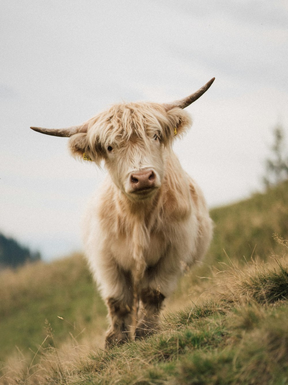 a cow standing on a hill