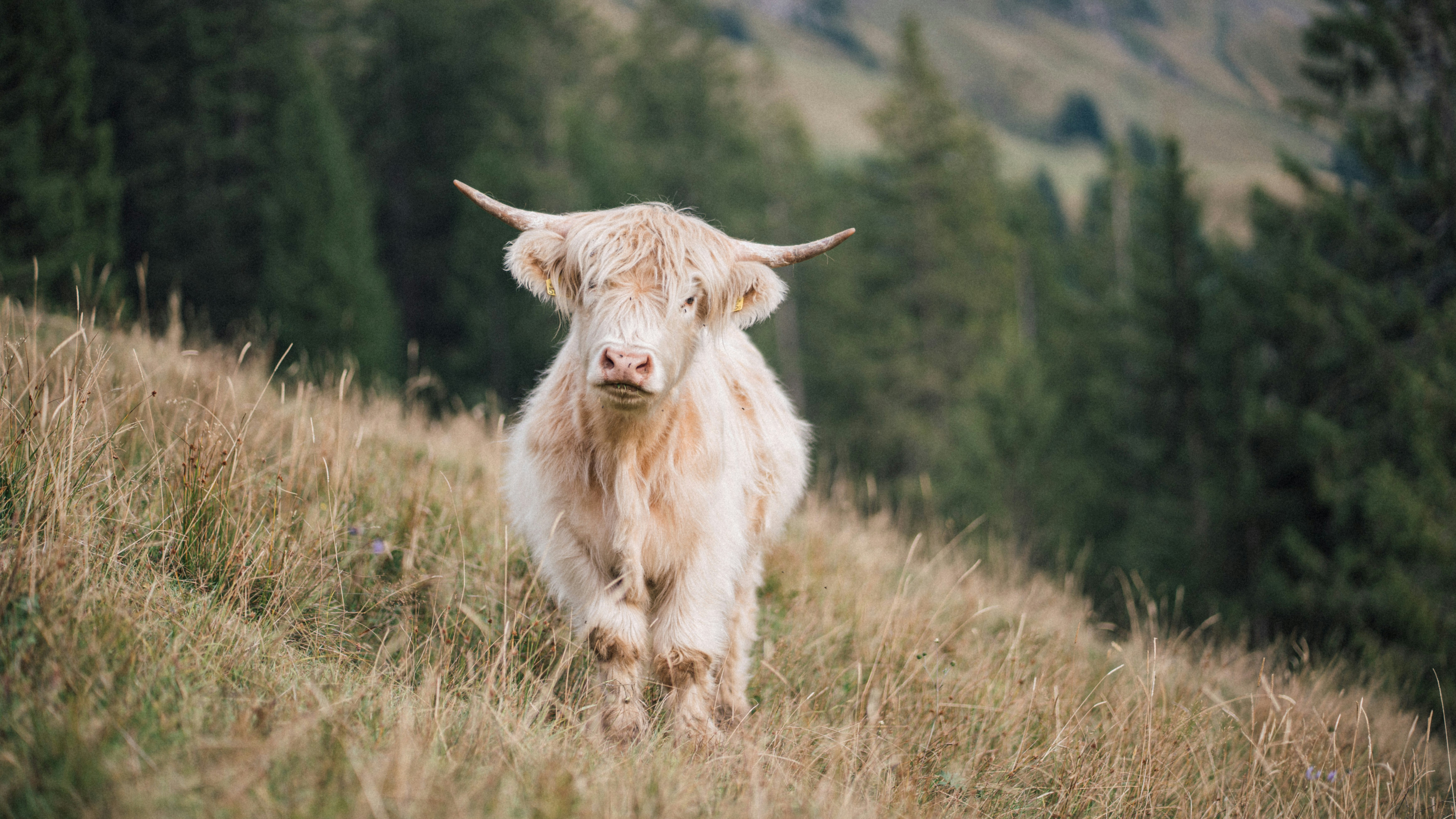 Photo by fabianbetto