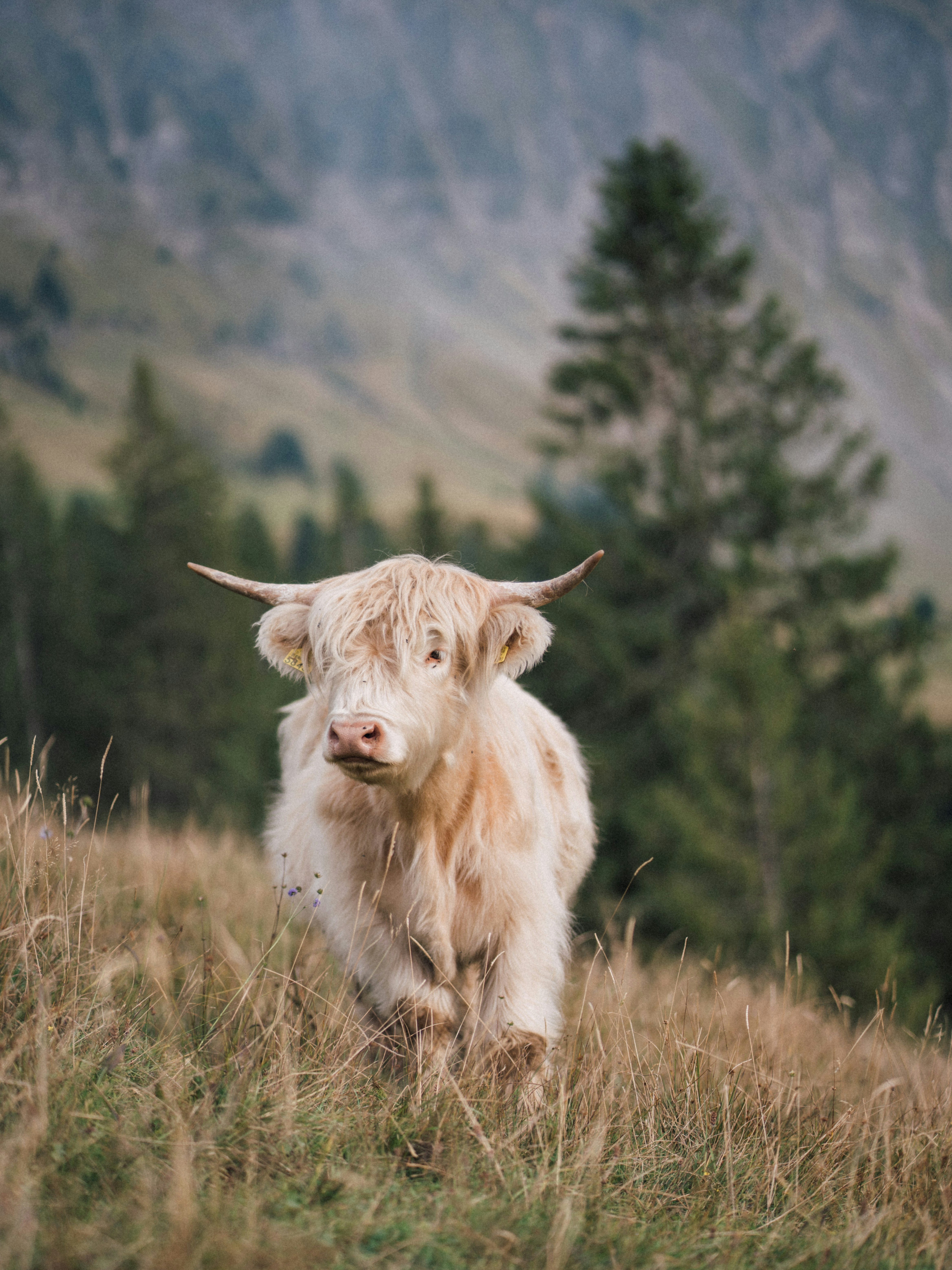 Photo by fabianbetto