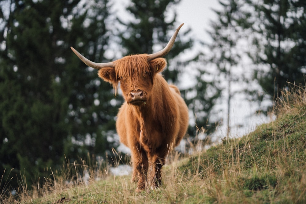 a brown cow with horns
