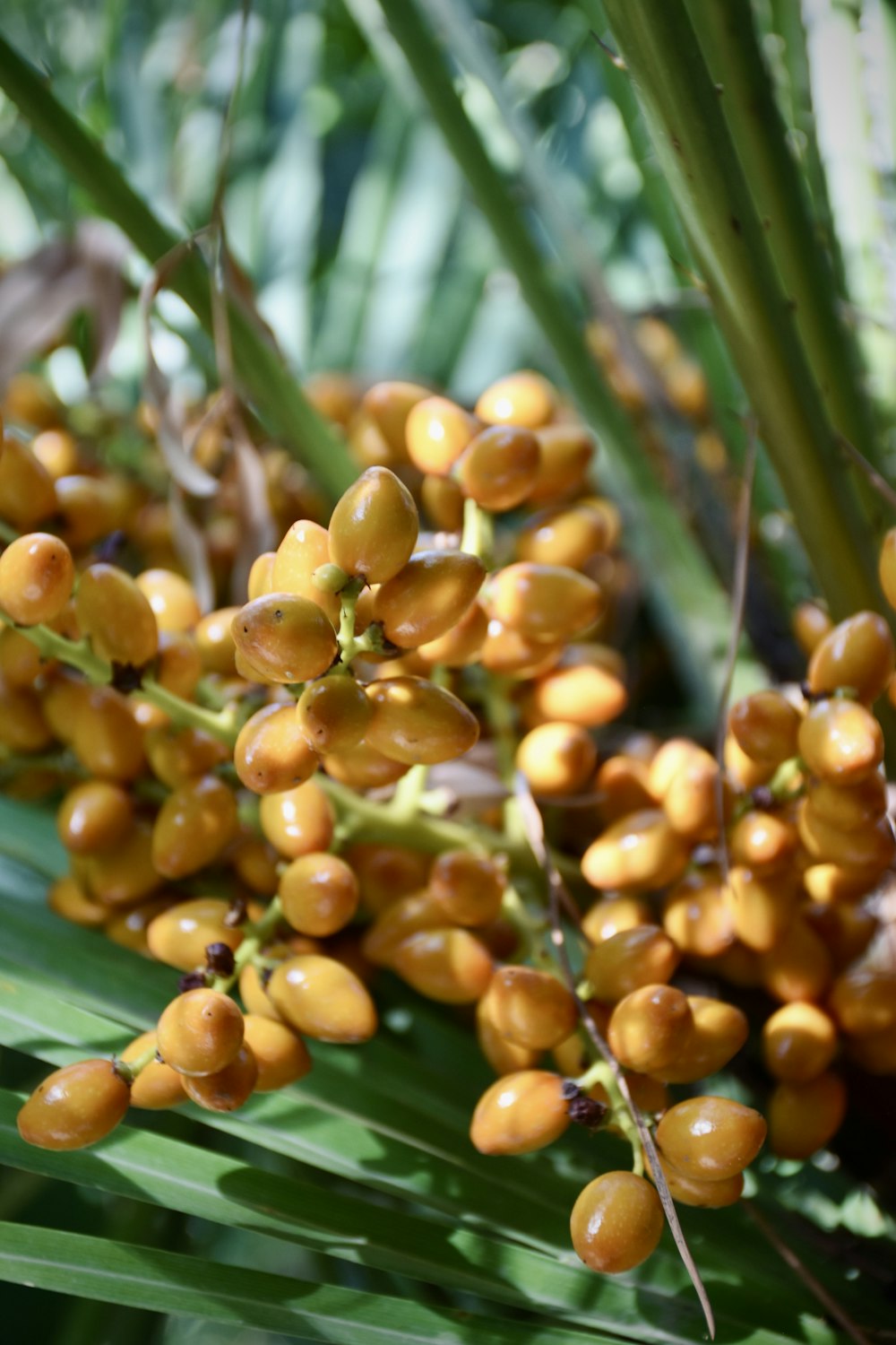 a close up of a plant with many small round fruits