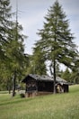 A rustic wooden cabin with a stone foundation nestled among tall pine trees in a lush green field. The cabin features a shingled roof and small windows adorned with flower boxes. The surrounding landscape is serene, suggesting a peaceful, remote countryside setting.