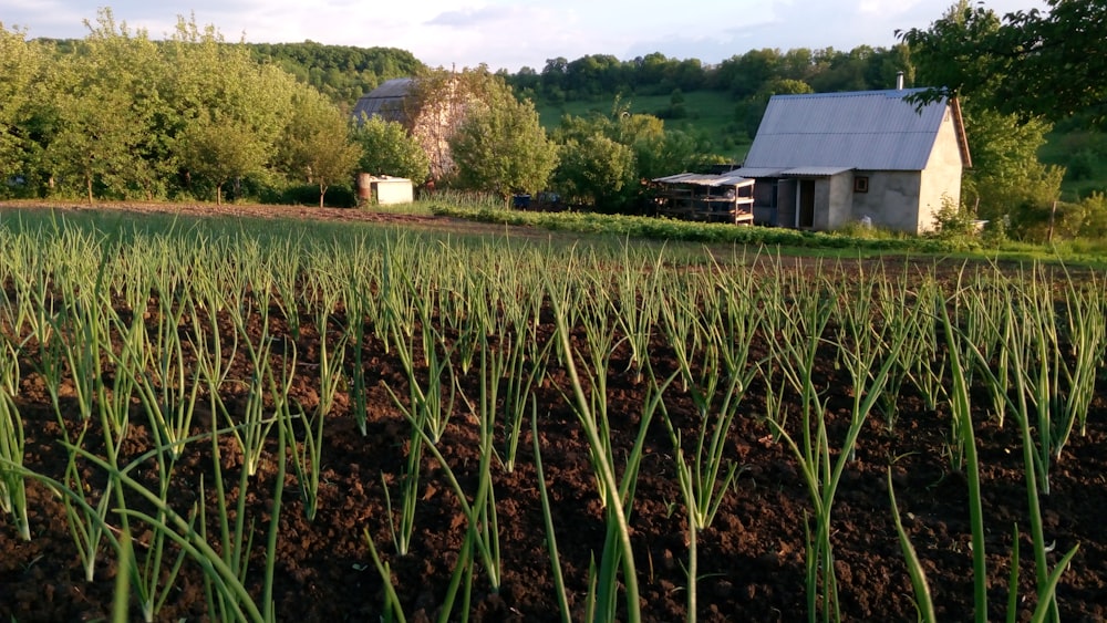 a farm with a few buildings