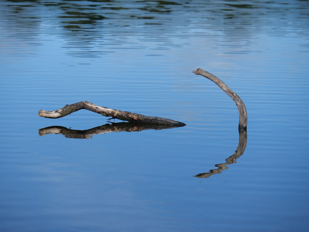 a group of alligators in the water