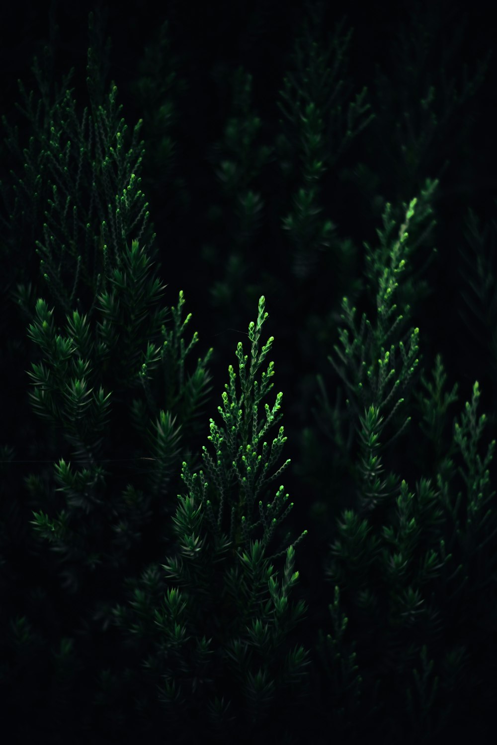 a group of trees at night