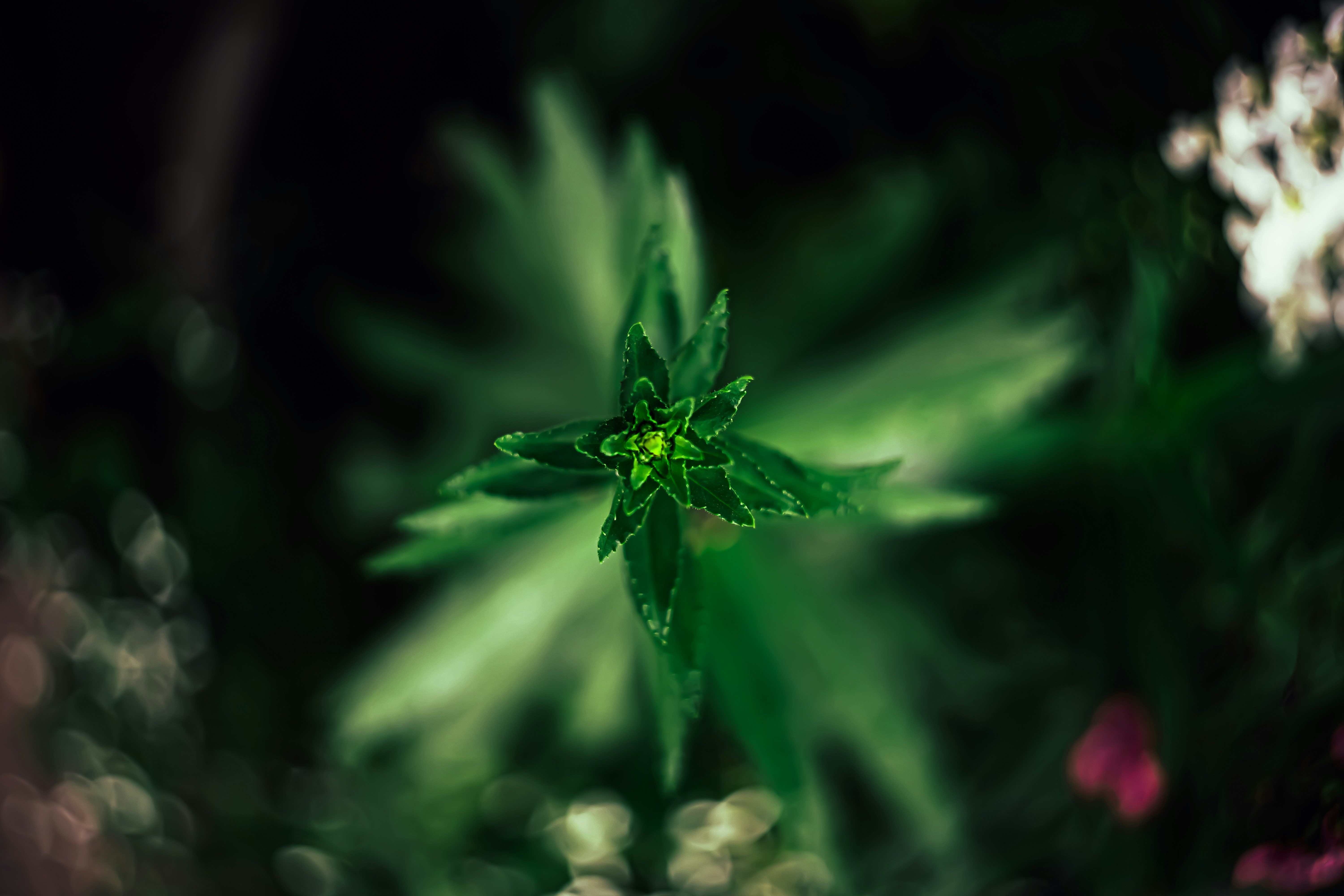 Cannabisregulierung im Fokus: Was bedeuten die Entwicklungen in Kalifornien für die Schweiz?