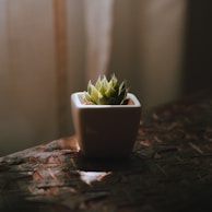 A cement gray Senxi pot on an office desk, holding a small leafy plant under soft natural light.