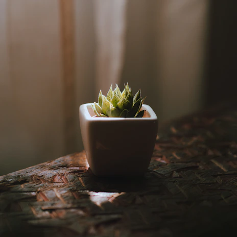 A sleek minimalist plastic pot holding a vibrant green succulent, bathed in soft natural light.