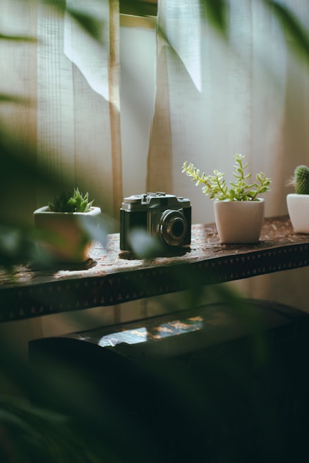 An old-fashioned camera sits on a wooden shelf surrounded by small potted plants. Soft, filtered light comes through sheer curtains, casting a warm and serene atmosphere.
