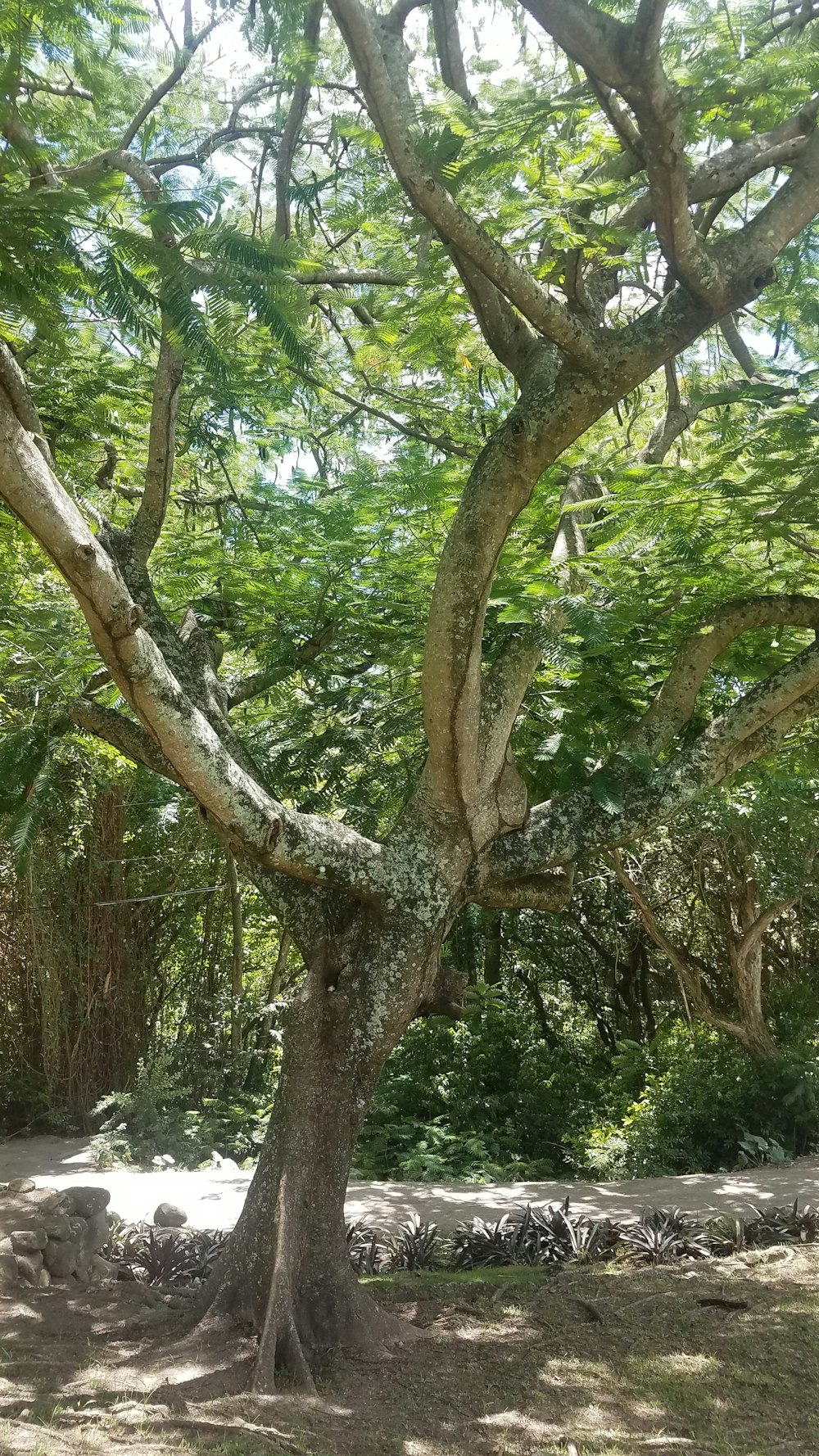 a tree with many branches