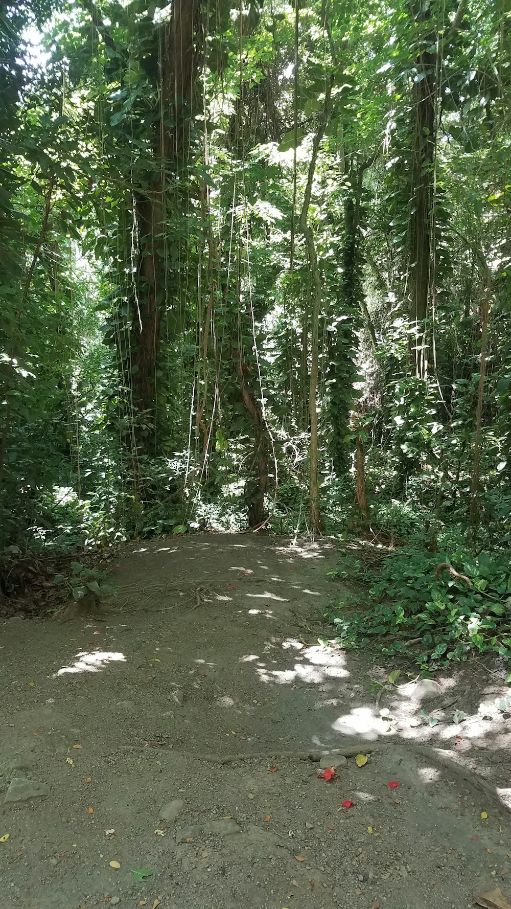 a path in a forest