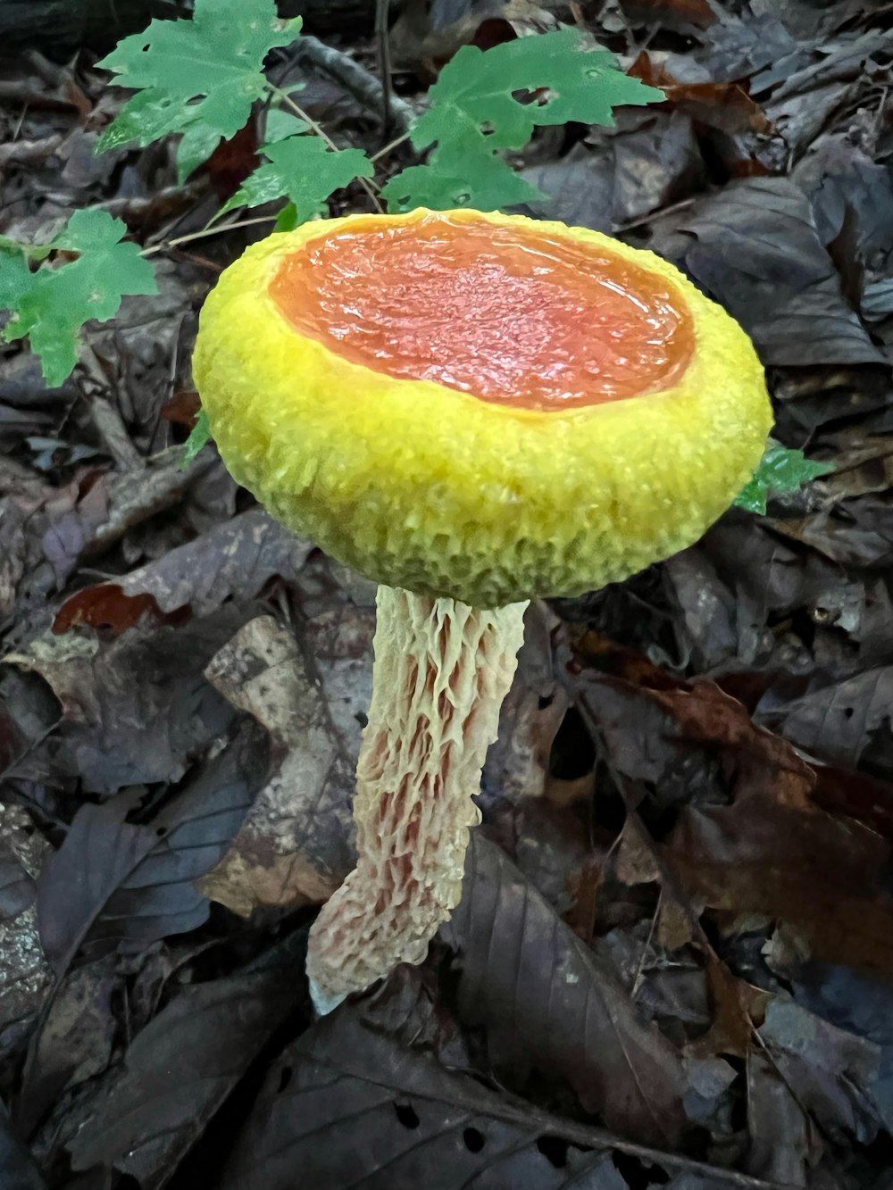 a mushroom growing in the ground