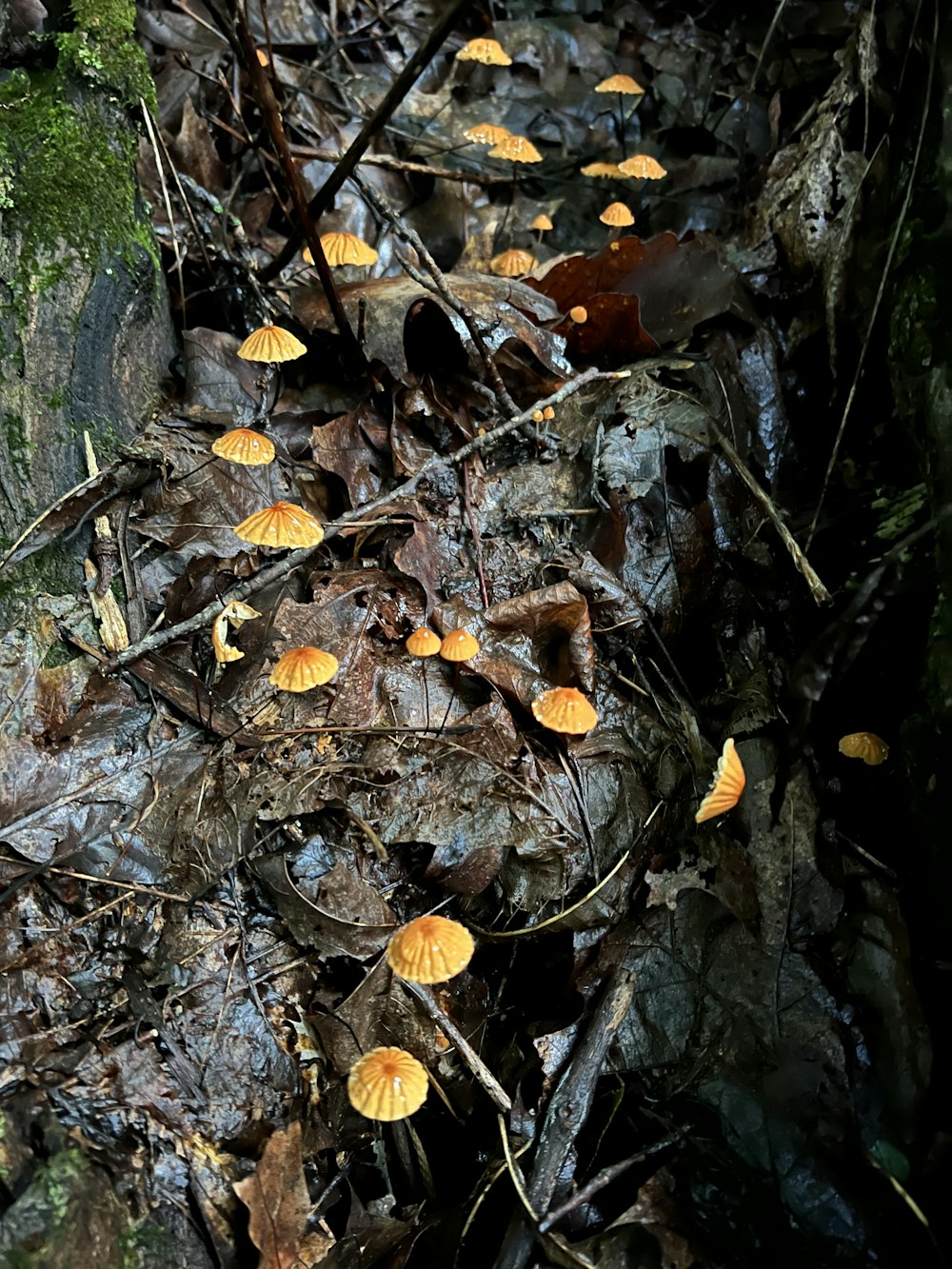 Un grupo de hongos creciendo en un árbol