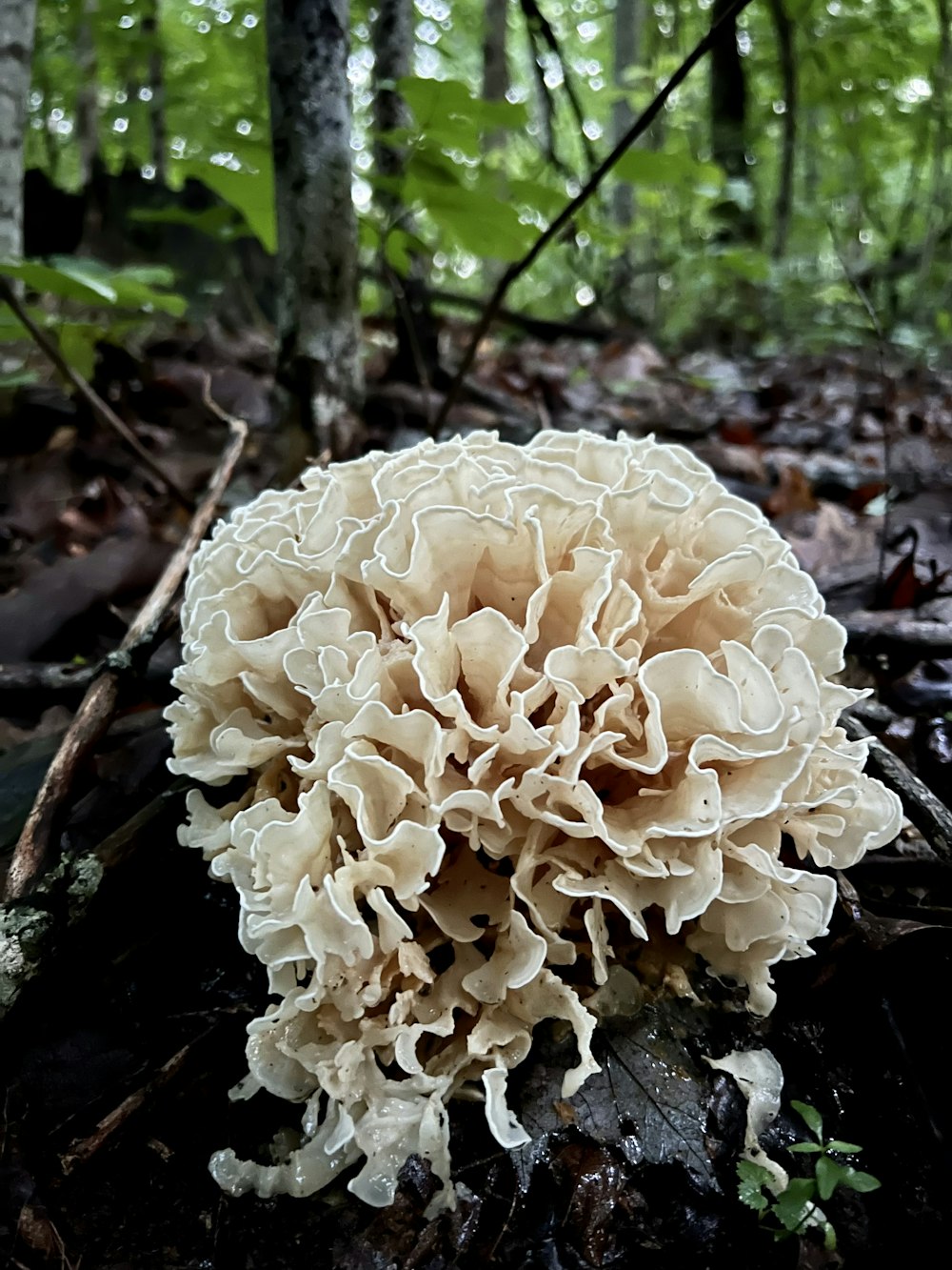 a close up of a mushroom