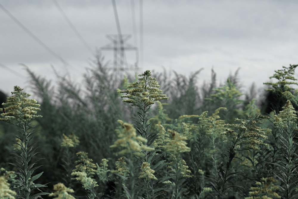 a group of trees with a tower in the background