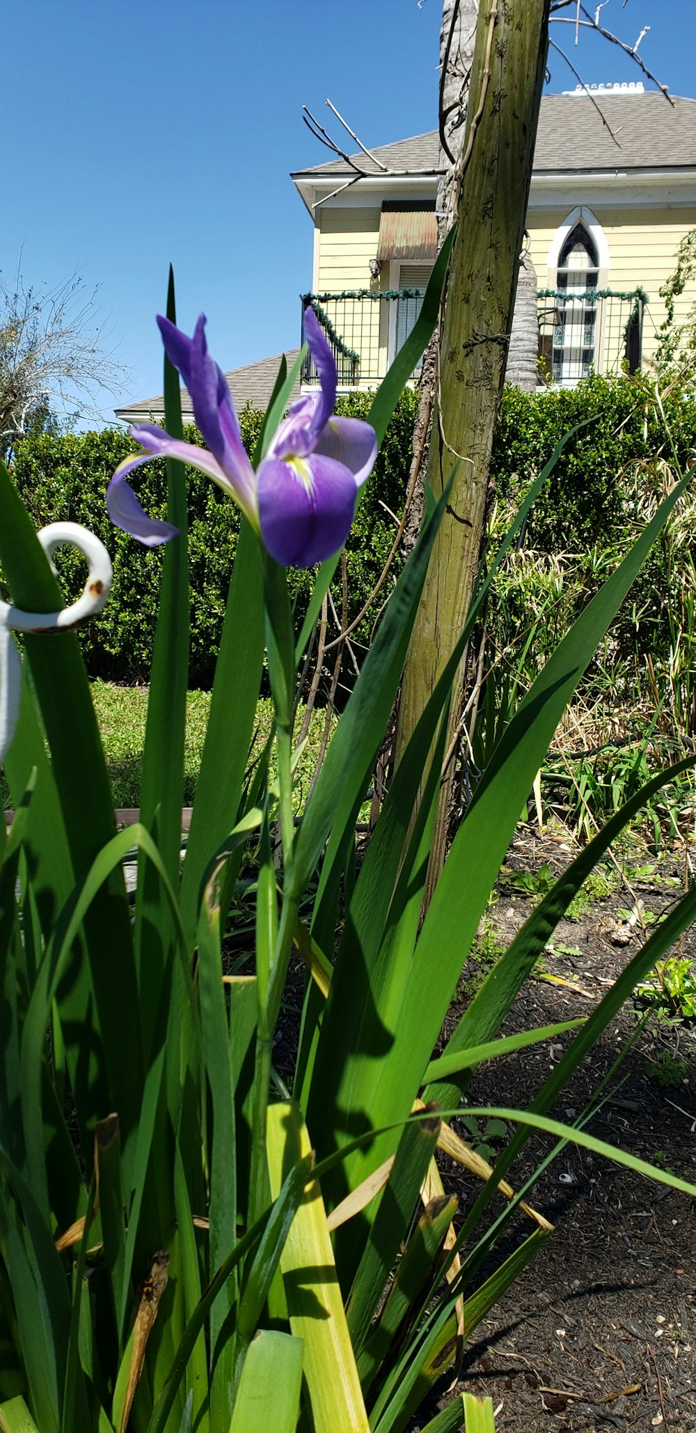 a purple flower in a garden