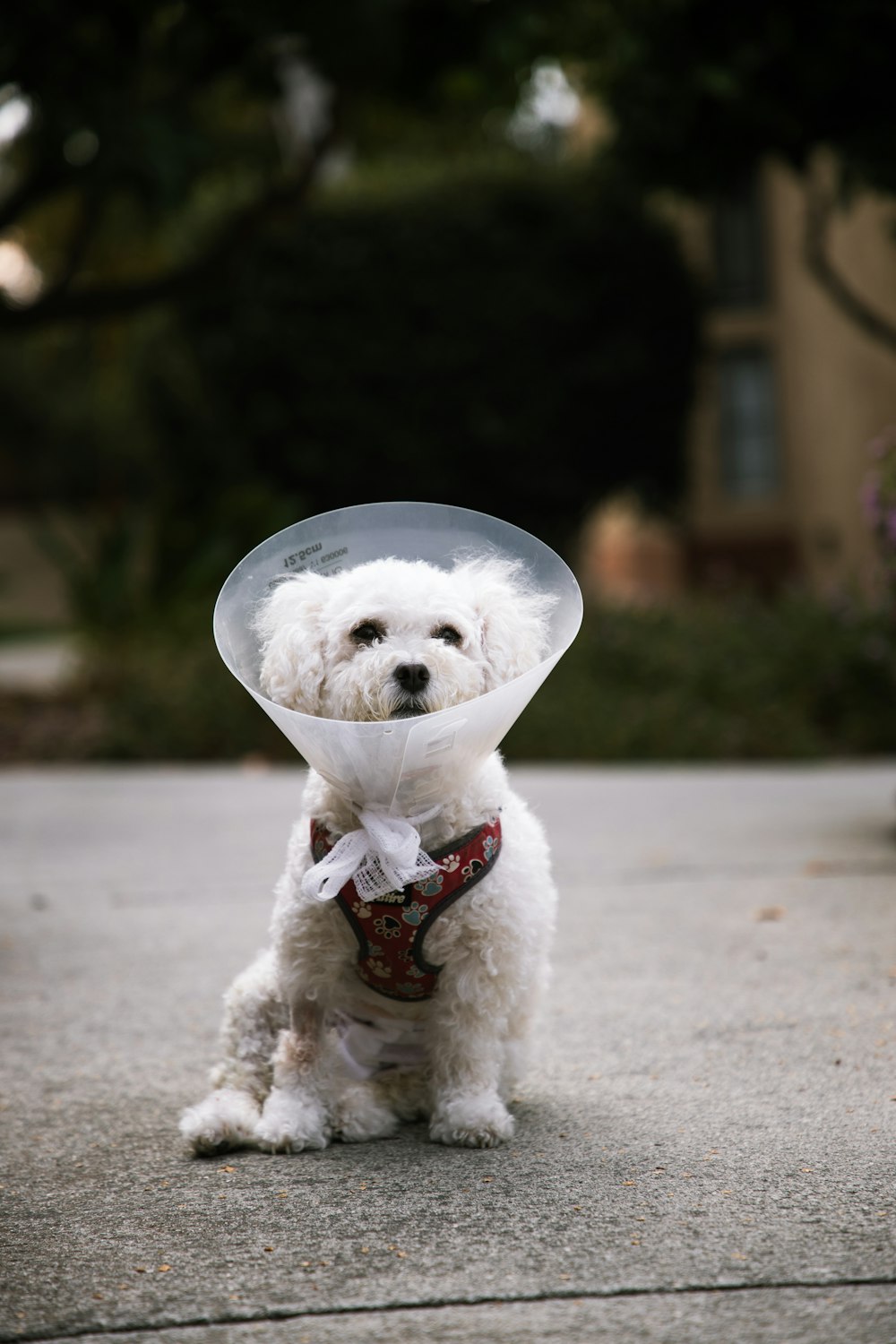 a small white dog wearing a red bandana