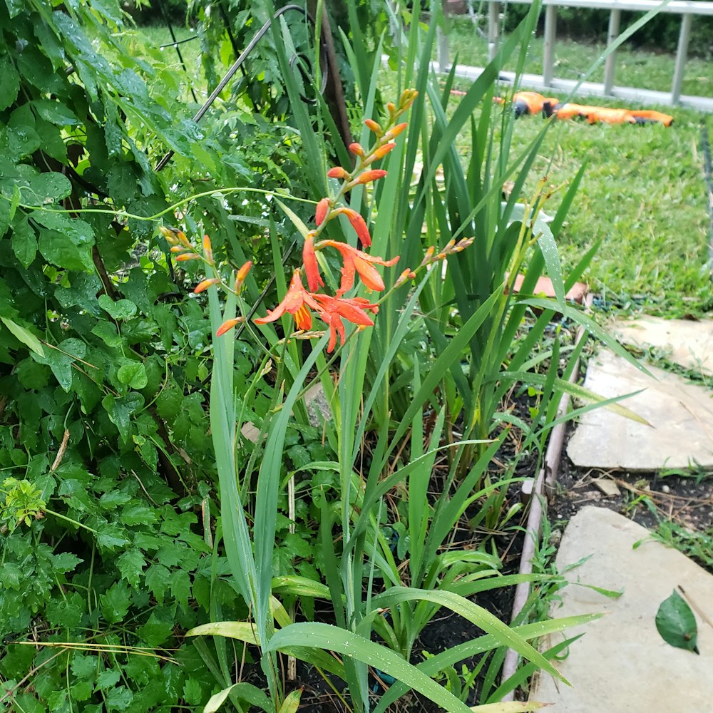 a flower in a garden