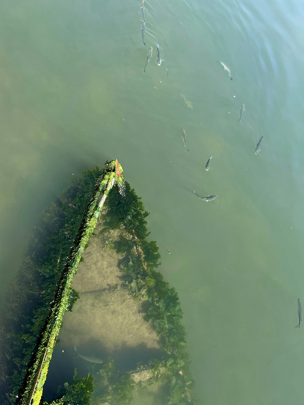 a group of fish swimming in the water