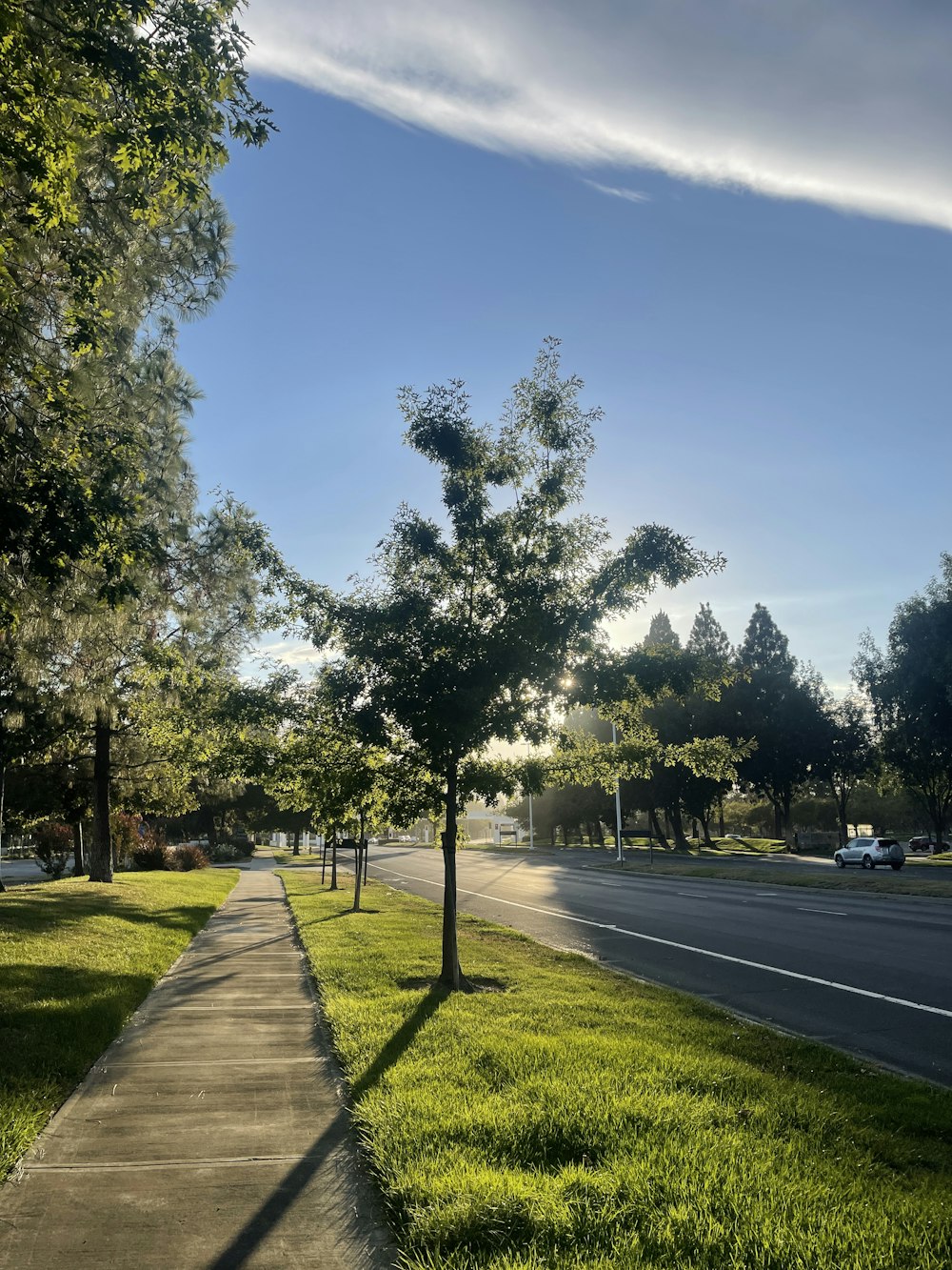 a road with trees on the side