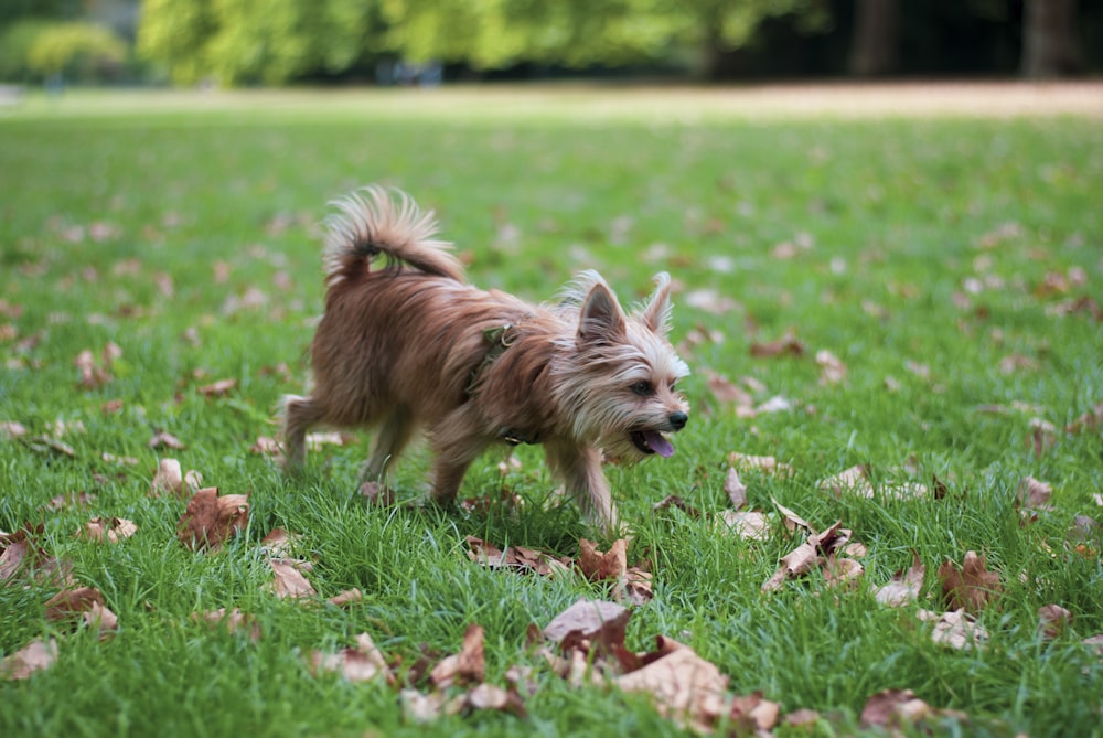 a dog running in a grassy area