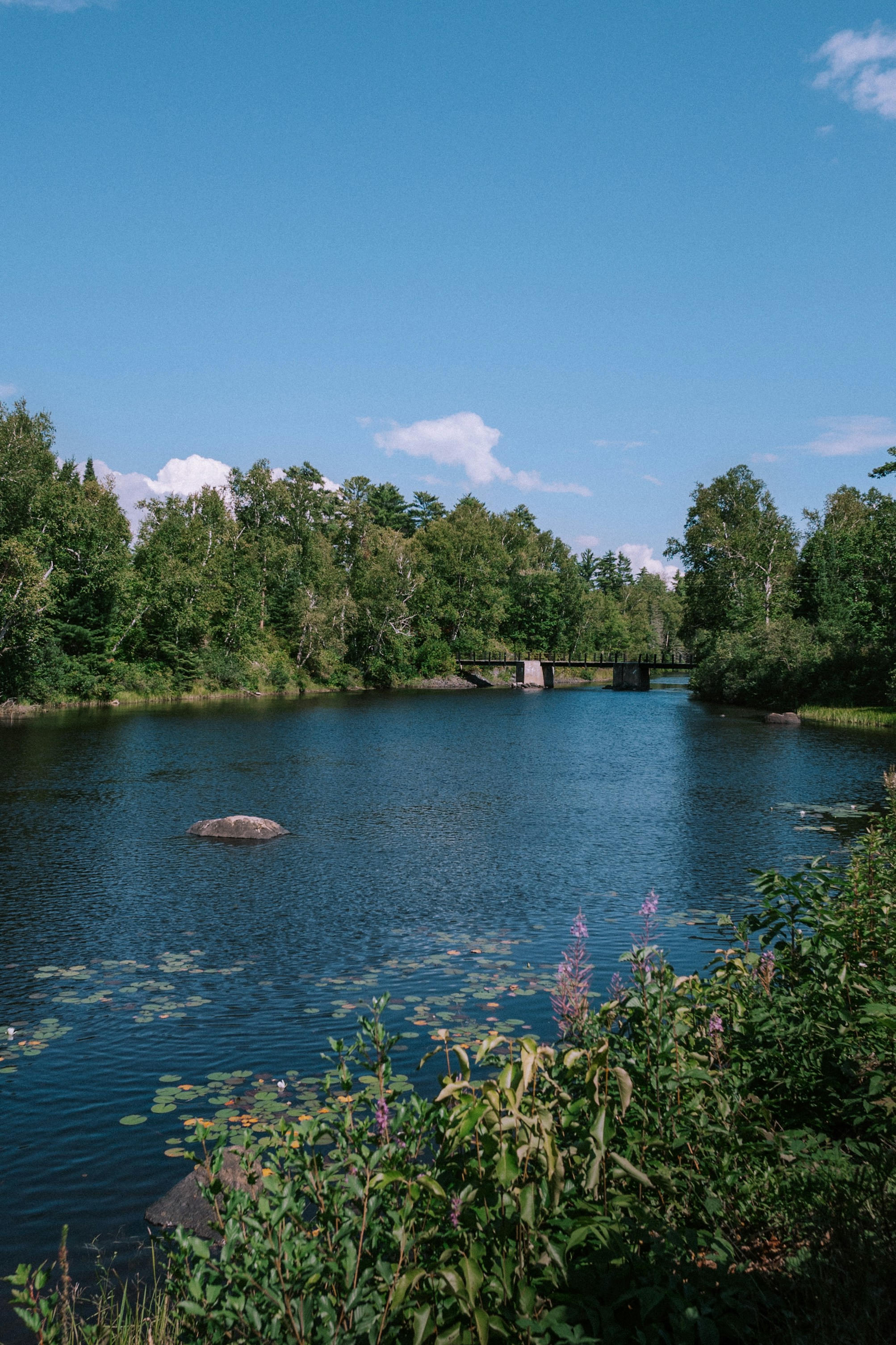 a body of water with trees around it
