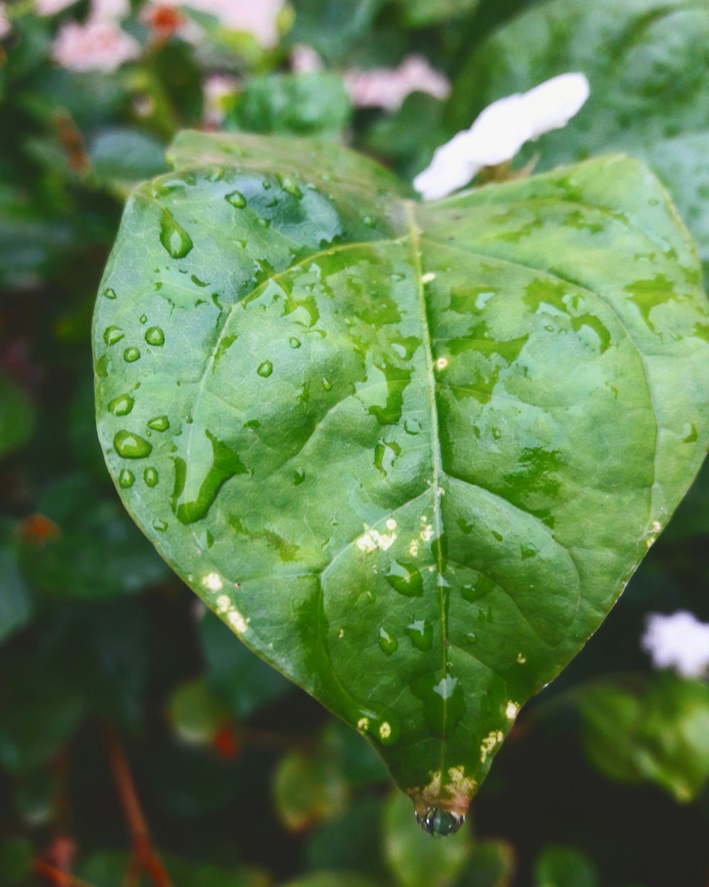 a close up of a leaf