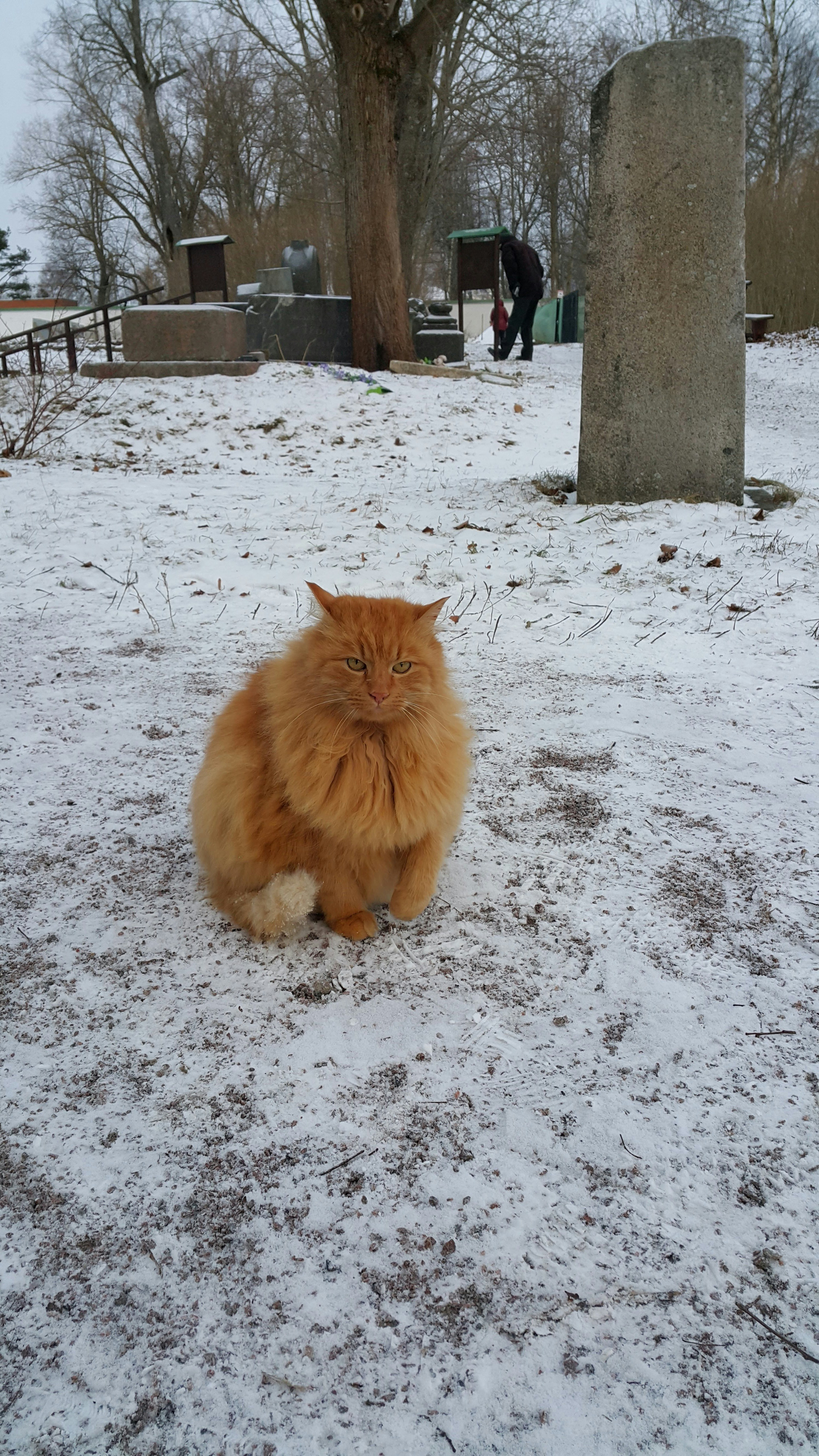 a cat sitting in the snow