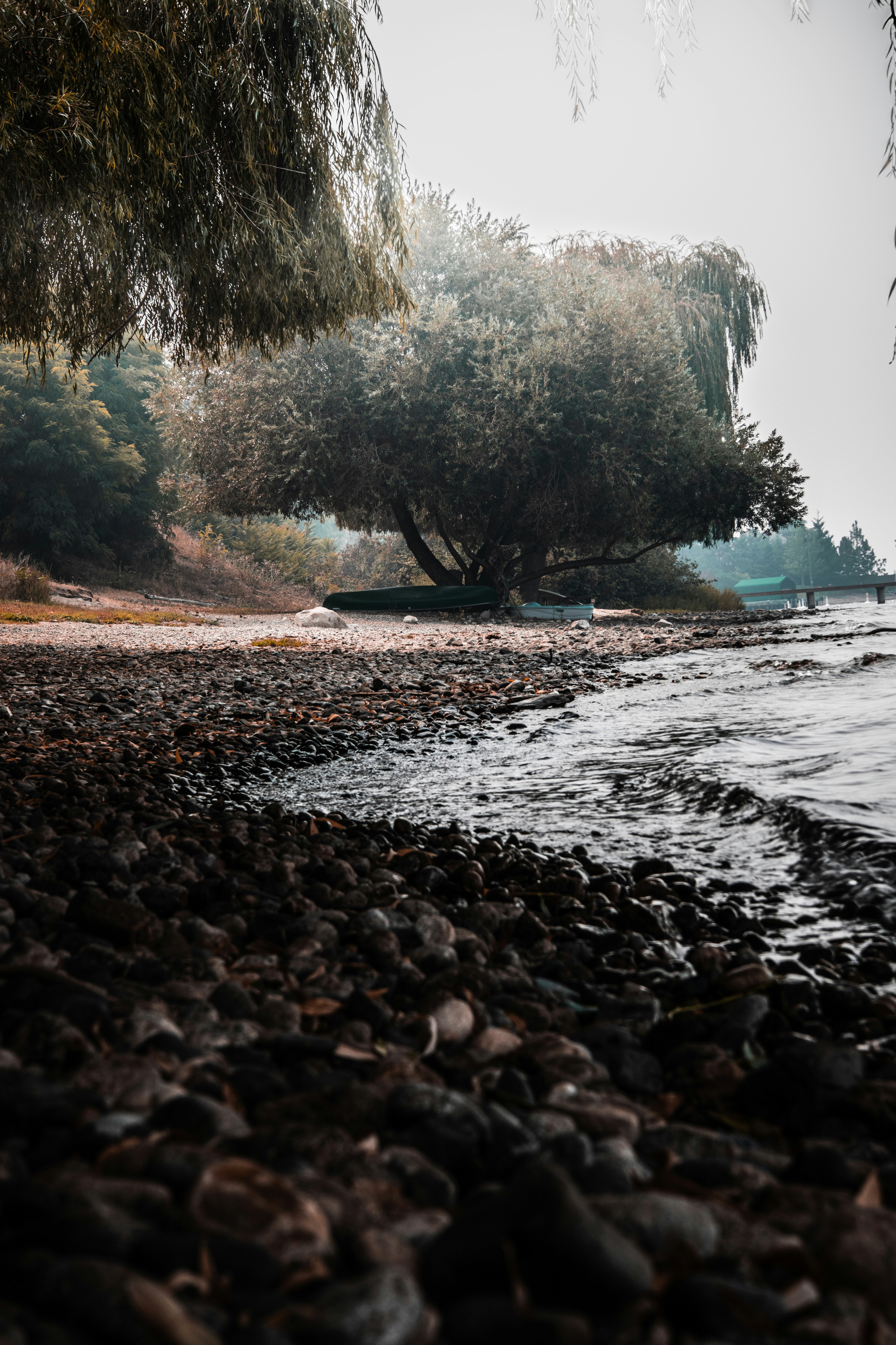 A tree on a beach photo – Free Canada Image on Unsplash