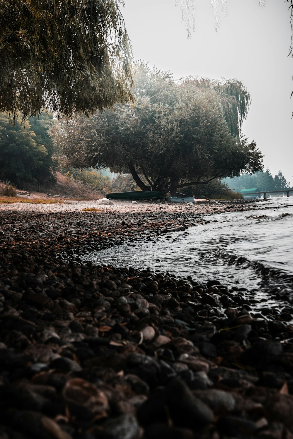 a tree on a beach