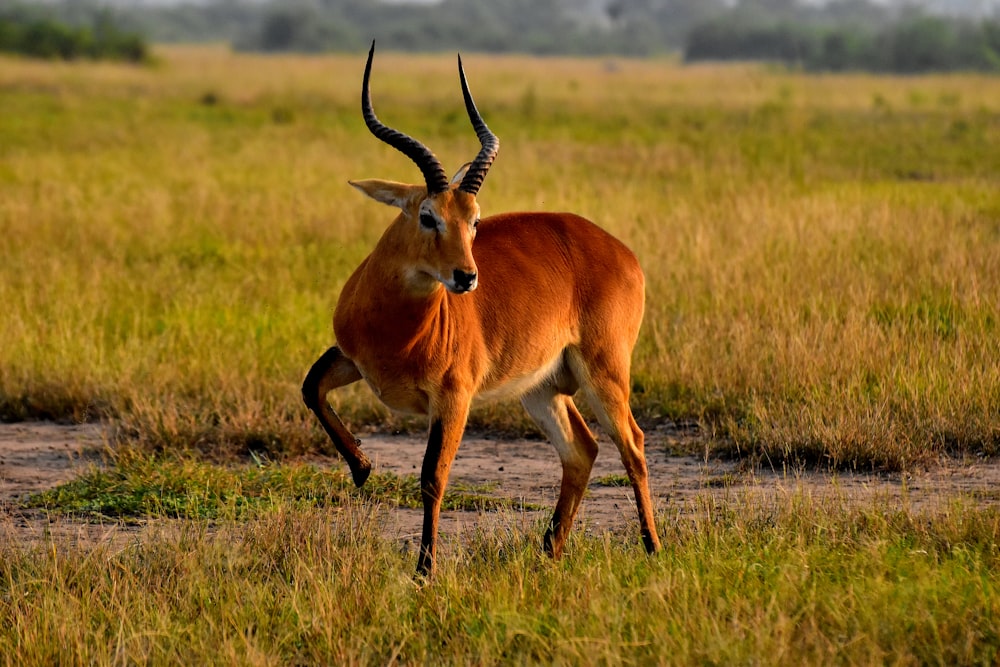 a deer walking on a dirt road