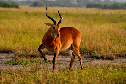 Queen Elizabeth National Park wildlife safari Uganda