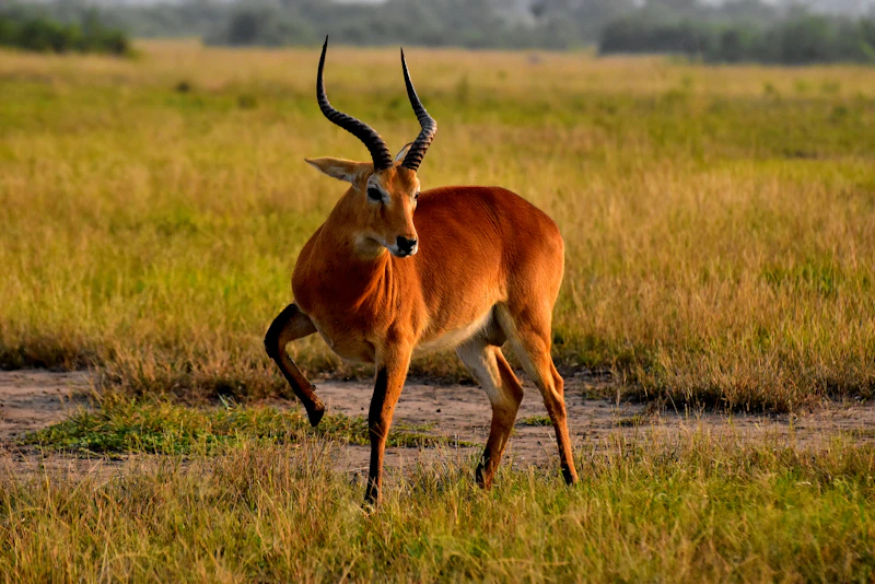 Uganda kob antelope in Queen Elizabeth National Park