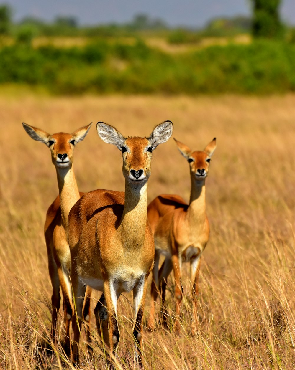 a group of deer in a field