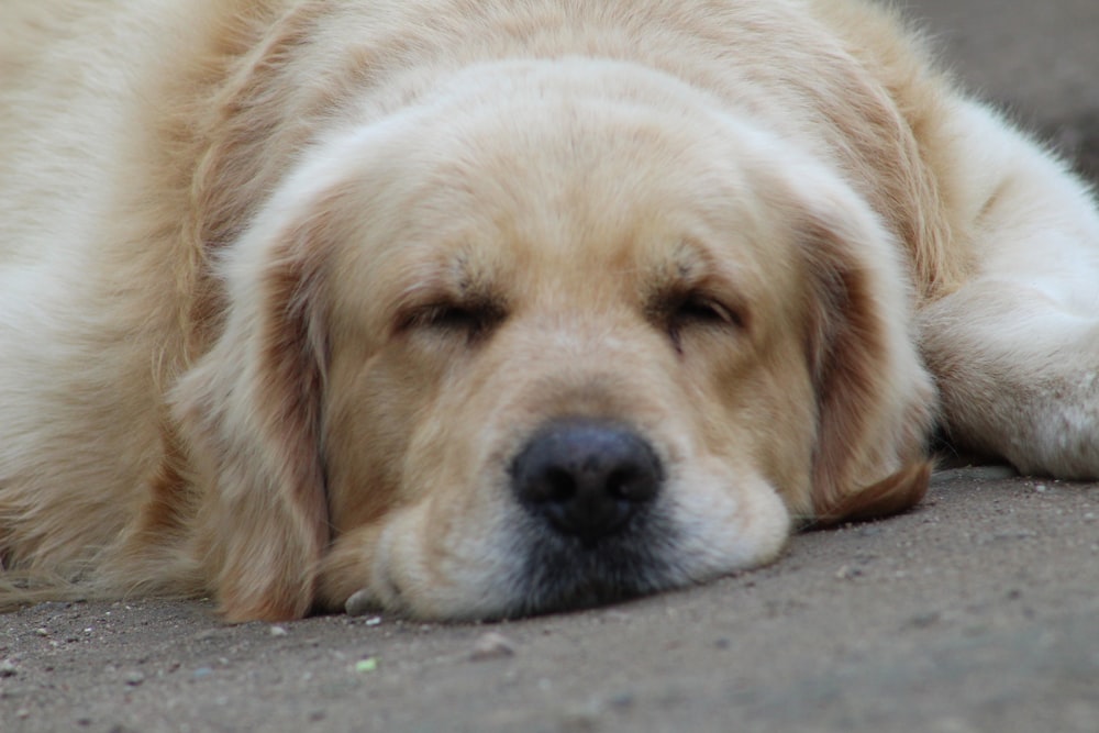 un cane sdraiato a terra