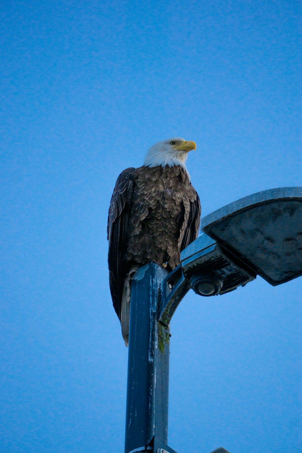 a bald eagle perched on a light post