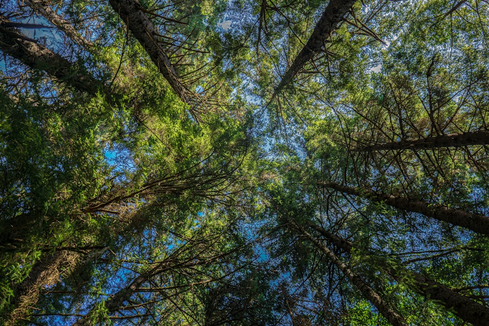 looking up at trees and blue sky