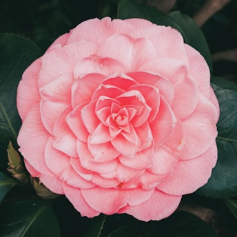 a pink flower with green leaves