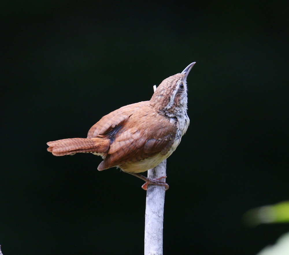 um pássaro em uma vara