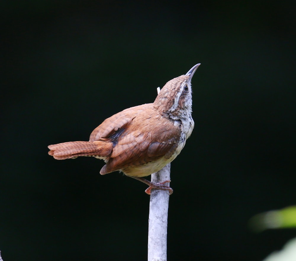 a bird on a stick