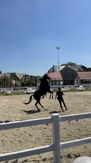 A horse rears up on its hind legs while a person stands nearby in a sandy arena. The background features a few modern buildings and a clear blue sky.