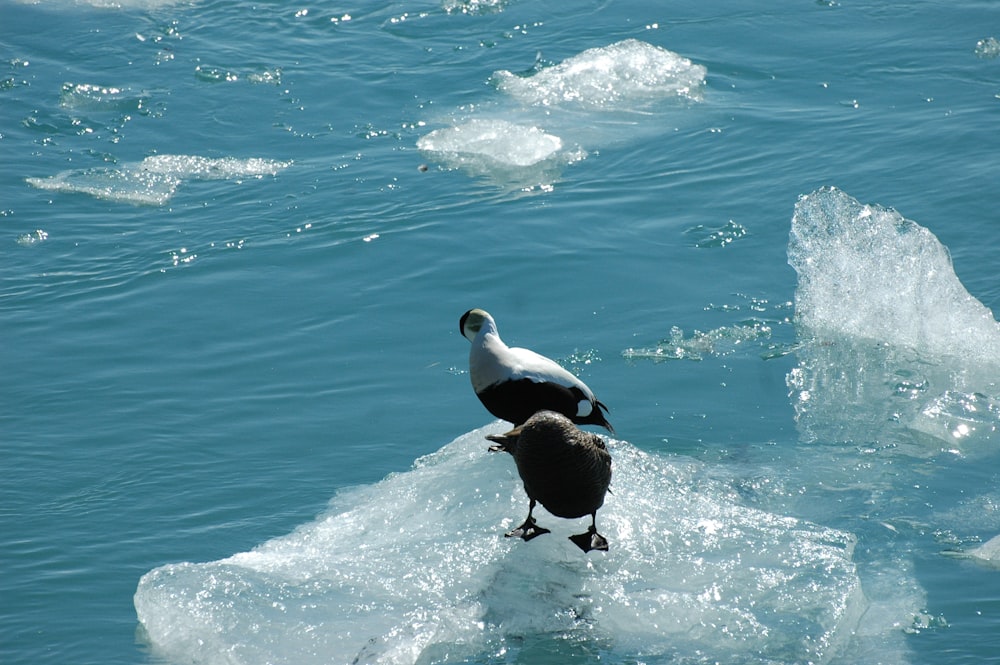 a penguin on an iceberg