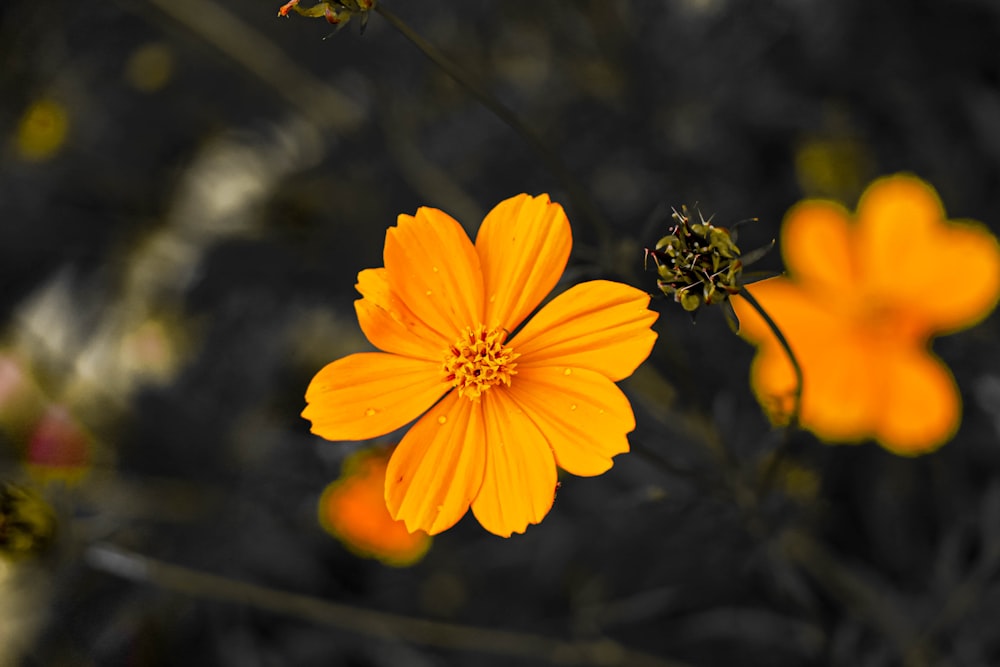 a close up of a flower