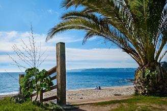 a beach with palm trees and a body of water